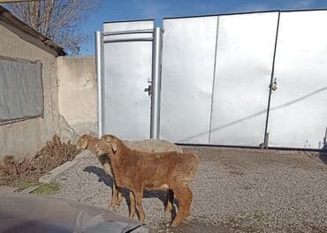 овчарка обмен: Продаю | Овца (самка) | Гиссарская, Эдильбаевская, Арашан | Для шерсти, На забой, Для разведения | Ярка, Племенные, Матка — 3