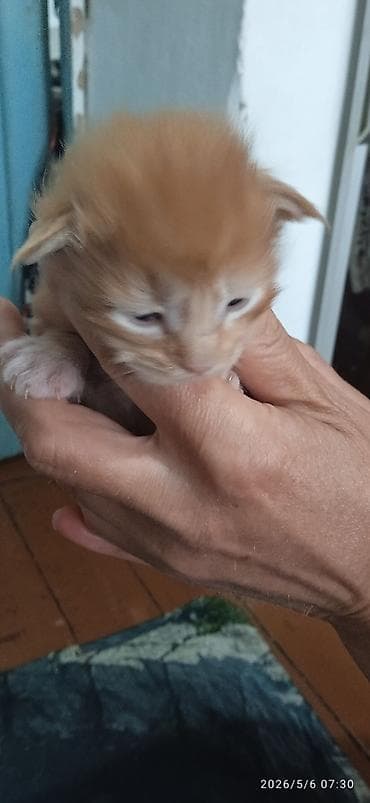 Мейн-Куны🥰. Предлагаются для раннего бронирования 3 сыночка и лапочка — 2