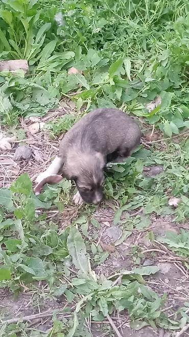 щенки фокстерьера: Тайган, 1 месяц, Самец — 5