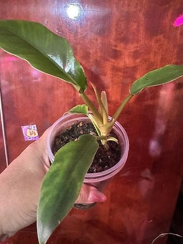 мишка с пледом: Комнатные растения — коллекционные лианы 1) Потос (Epipremnum aureum) — 5