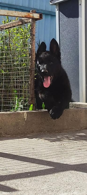 русский спаниэль: Дата рождения 13 февраля! Щенки прошли активацию в клубе, получены — 5