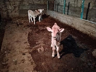 коровы животные: Продаю | Корова (самка), Тёлка, Музоо, торпок | После отела — 2