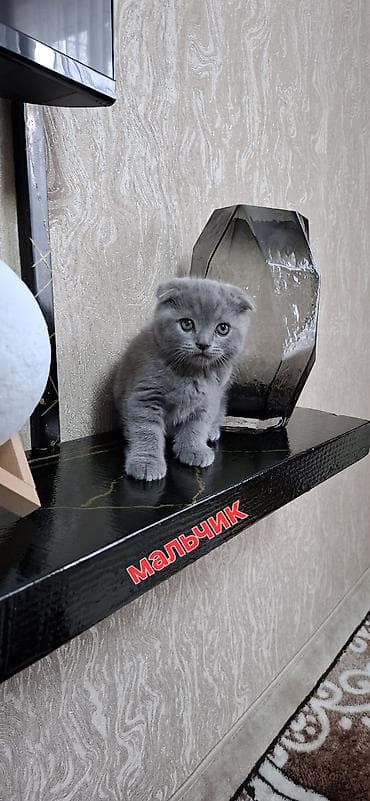 Продажа кошек: Шотландские котята (SCOTTISH):3 мальчика и 2 девочки, окрас-голубой — 2