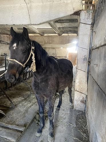 Аквариумы: Продаю | Жеребец — 1