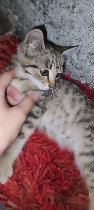хомяк домашний купить: Кошка даром: Беспородная, Девочка — 2
