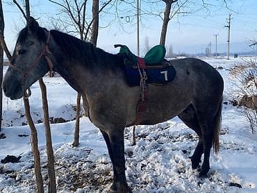 Продаю | Конь (самец) | Конный спорт | Мерин