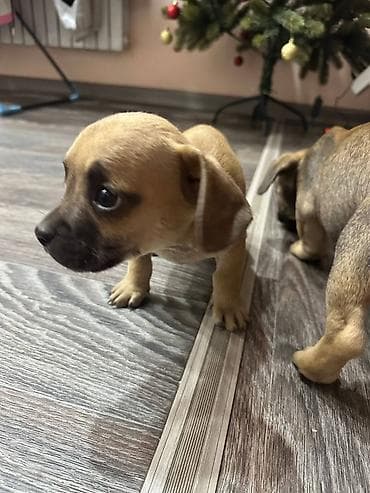 милые собаки: Продаются очаровательные породистые щенки смешанной породы. Малышам 2 — 6