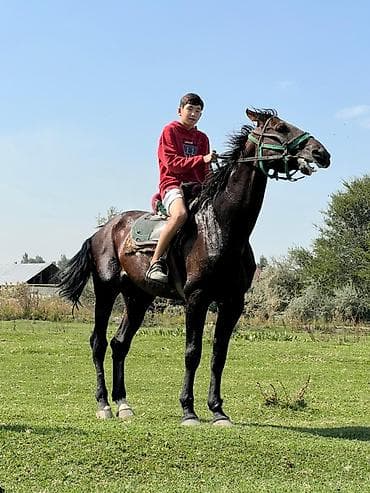 Продаю | Кобыла (самка) | Конный спорт at lalafo.kg Продаю | Кобыла (самка) | Конный спорт