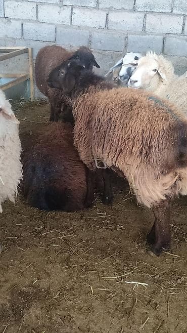 Продаю | Овца (самка) | Для разведения | Матка — 9