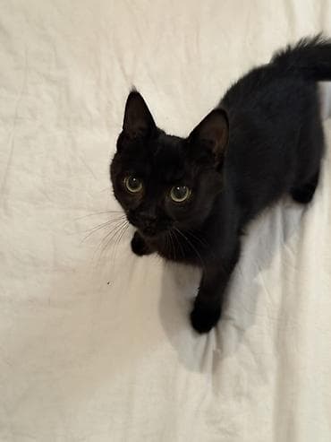 котенок сиамский: Кошка даром: Беспородная, 3 месяца, Мальчик — 4