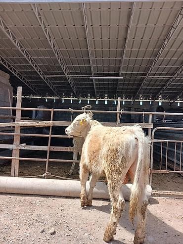 chi su: Продаю | Бык (самец), Музоо, торпок | Ангус, Шароле — 2