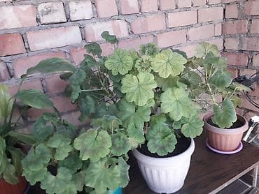 Комнатные растения в горшках — набор для озеленения дома/балкона