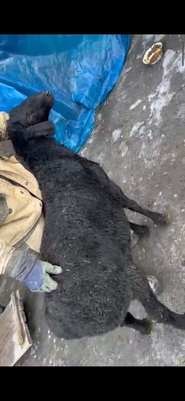 кочкор кой: Сатам | Кочкор (эркек) | Көбөйтүү үчүн — 3