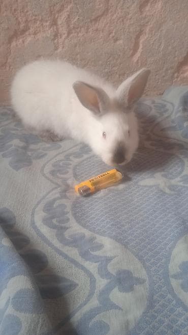 Айыл-чарба жаныбарлары: Сатам | Коендун бөжөктөрү | Көбөйтүү үчүн — 2