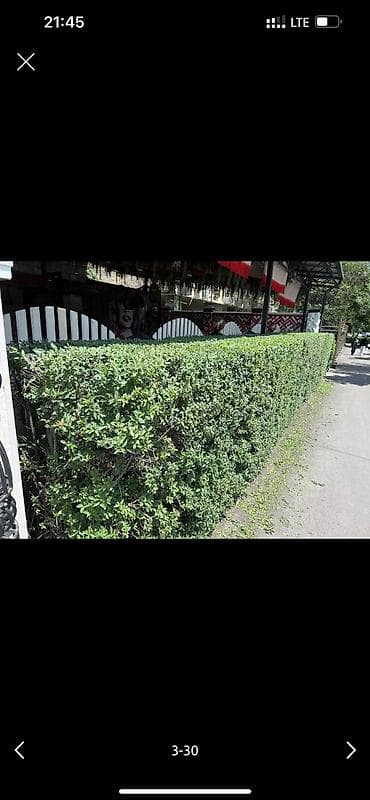 Работа: 🌱Я Садовник Стрижка Живой изгородь,самшит,Туи,хвойные растения, Я — 3