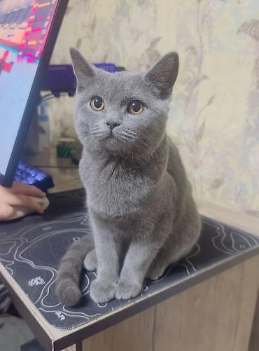 пони конь: Британская короткошёрстная, 9 месяцев, Девочка, Серый, Приучена к лотку, Проглистована, С прививками — 3