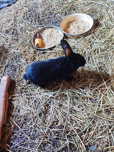 Ветеринар кызматы: Сатам | Коендун бөжөктөрү | Көбөйтүү үчүн | Асыл тукумдуу — 2