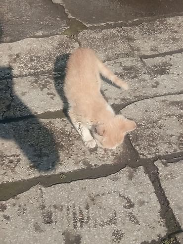 кошки даром: Отдам котят в хорошие руки — 1