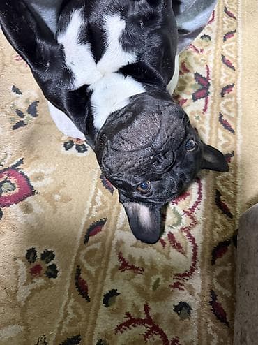 бигль щенки: Вязка: Бульдог, Самец, 3 года — 3