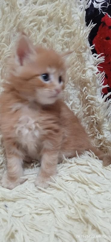 продажа собак бишкек: Мейн-кун, 1 месяц, Мальчик — 4