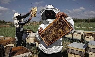 кролики на мясо: - Продажа пчелиных семей/пакетов и рамок с расплодом. Оснащение — 1