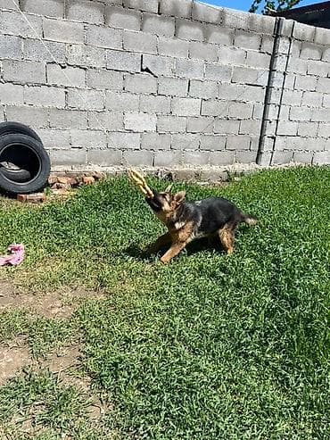 рыжие котята: Немецкая овчарка, 3 месяца, Самка, С прививкой, С родословной — 4