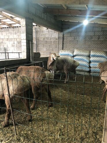 Кемирүүчүлөр: Сатам | Кочкор (эркек) | Көбөйтүү үчүн | Ургаачы — 10