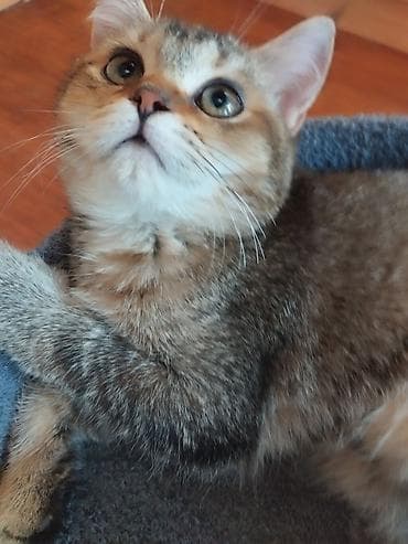 Британская кошечка, 4 месяца домашний, короткошёрстный, окрас с at lalafo.kg Британская кошечка, 4 месяца домашний, короткошёрстный, окрас с