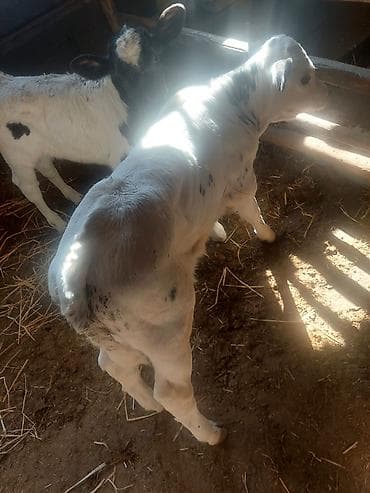 обезьяна купить: Продаю | Музоо, торпок | На откорм | Искусственник — 4