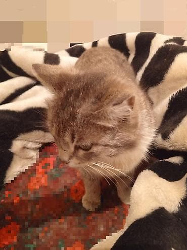 Отдам/продам кошку с котятами 🐱 Кошка родила 3 котят (возраст 3,4