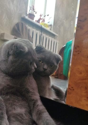 хара: Шотландский кот (скоттиш‑фолд), окрас сплошной серый (blue). Плюшевая — 7