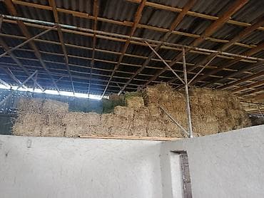 Беде экинчи учунчу орулган туутор баасы 350 сомдон арпа саман баасы — 1