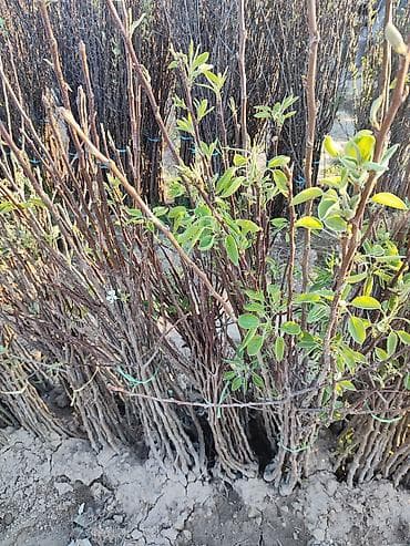 яблоки куплю: Ассалому алейкум! жамаат срочно распродажа🔥🔥🔥 сезонго 20 Кун — 5