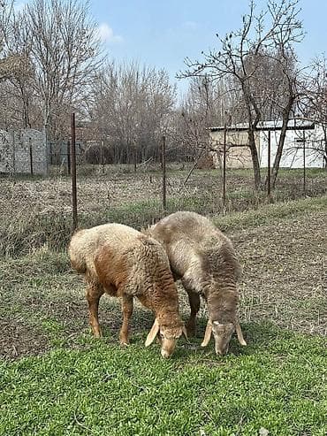 А\ч жаныбралары үчүн товарлар жана шаймандар: Сатам | Кочкор (эркек) | Көбөйтүү үчүн — 9
