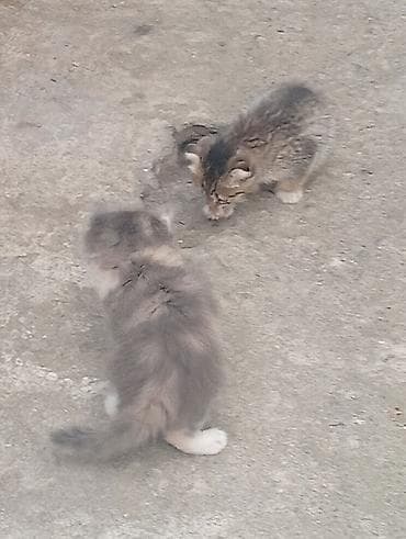 кошки маленкие: Срочно отдам котят веслоухих в добрые руки,обртокмок Кушают — 10