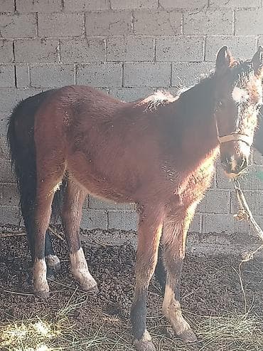 кошка сокулук: Сатам | Тай | Кара Жорго | Жумушка — 6