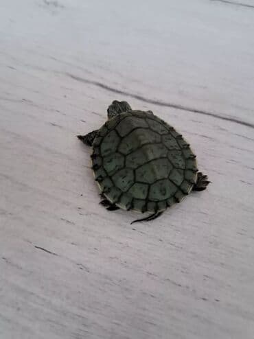 Продаю красно ухих черепах 3-4 см живут в воде и в суше в подарок