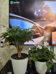 кастрюля большая: Спатифиллум (Spathiphyllum) в декоративном кашпо - Крупный, густой — 18