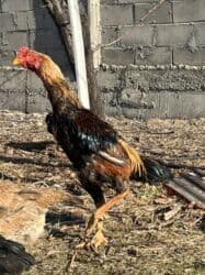 купить американского бульдога: Сатам | Короздор | Тебиштирүүчү | Көбөйтүү үчүн — 2