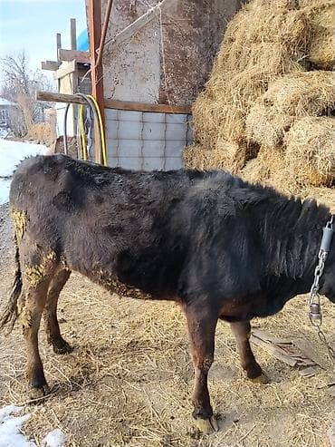 коровы дойная: Продаю | Корова (самка) | Полукровка | Для разведения | Нетель — 2