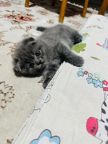 отдам хорошие руки котят: Шотландские вислоухие котята (Scottish Fold), окрас голубой — 1