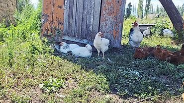 продаю птиц: Продаю | Куры | Суссекс | Для разведения — 5