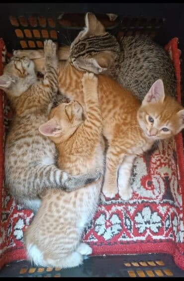 бенгальский кот домашний: Мышык бекер берилет: Породасыз, Эркек — 2