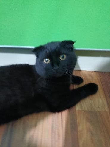 Шотландские кошки - Порода: шотландская вислоухая (черная кошка на