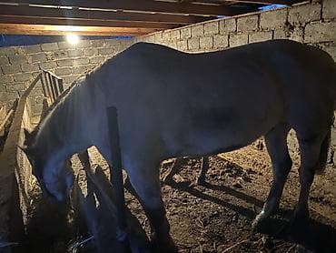 Продаю | Конь (самец) | Рабочий