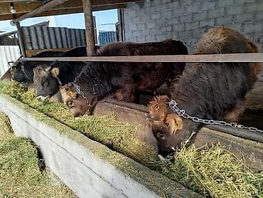 Услуги ветеринара: Продаю | Бык (самец) — 7