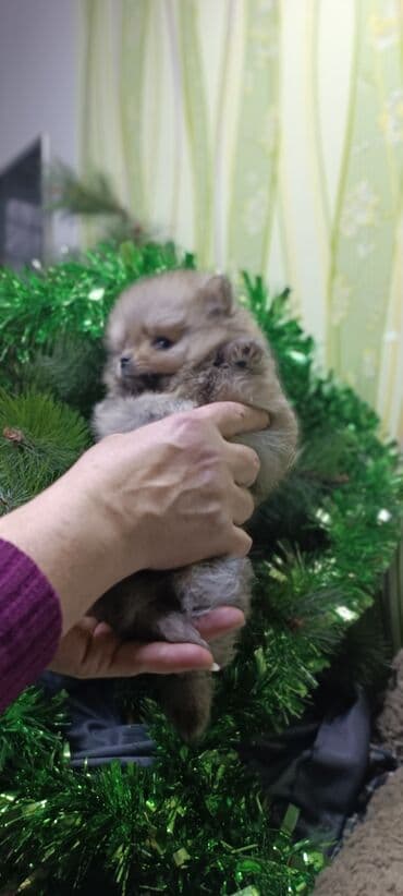 миска для животных: Шпиц, 1 месяц, Самец — 5