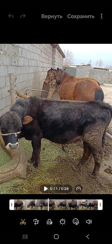 продаю бык: Продаю | Бык (самец) | На откорм | Привязанные — 1