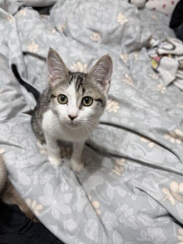 дом для котов: Кошка даром: Беспородная, 2 месяца, Девочка, Приучена к лотку, Проглистована — 3