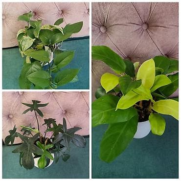 loft mebel: Филодендрон Burle Marx-200 Эпипремнум золотистый -150 Монстера 200 — 4